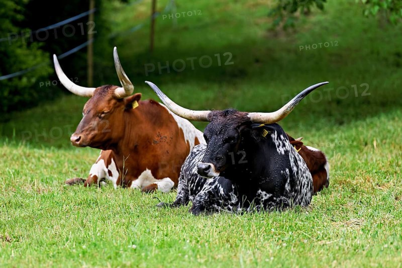 Two Texas Longhorn cows sitting in a meadow, Meienberg, Aargau Canton, Switzerland