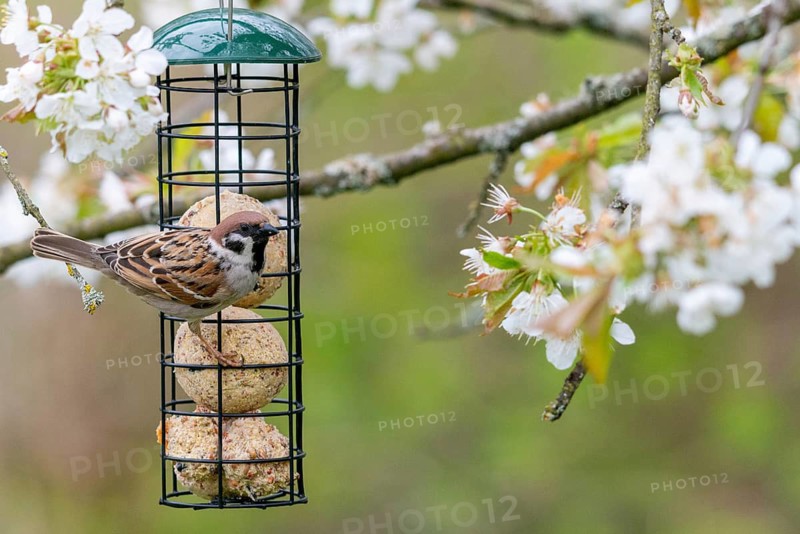 Tree Sparrow, Passer Montanus, Sparrow, Birds, Spring, Feeding, Year Round Feeding, Meadow Orchard, Passeri, Songbirds, Songbirds, Sparrow, Sparrow, Sparrow, Sparrow, Spring, Orchard, Bird Feeding, Birds
