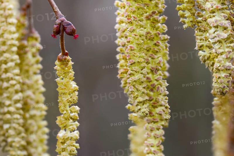 Betulaceae, birch plants, flower kittens, corylus avellana, common hazel, hazel, hazel, male inflorescence, female inflorescence, common hazel, flora, plants, plants