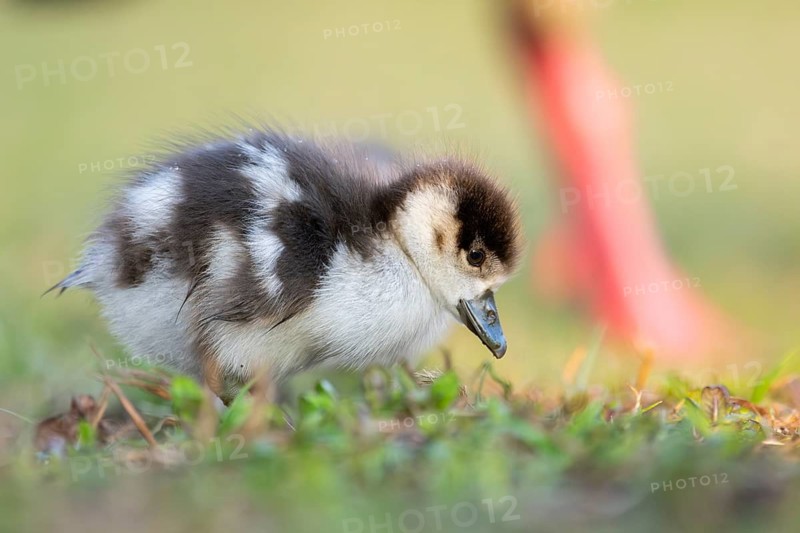 Egyptian goose (Alopochen aegyptiaca) cute chick on a meadow at the shore of a lake, Bavaria, Germany