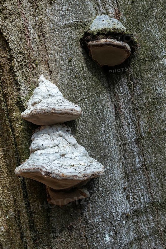 Fomes Fomentarius, Larch Sponge, Polyporus Officinalis, Pine Sponge, Ungulina Fomentaria, Tinder Sponge, False Tinder Fungus, Fungus, High Size, Portrait Format, Hoof Fungus, Ice Man Fungus, Tinder Conk, Tinder Polypore