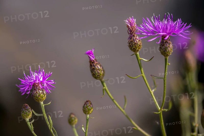 Asteraceae, centaurea sturgeon, spotted knapflower, daisy, panicle flake, spotted knapweed, knapweed, flora, plants, plants