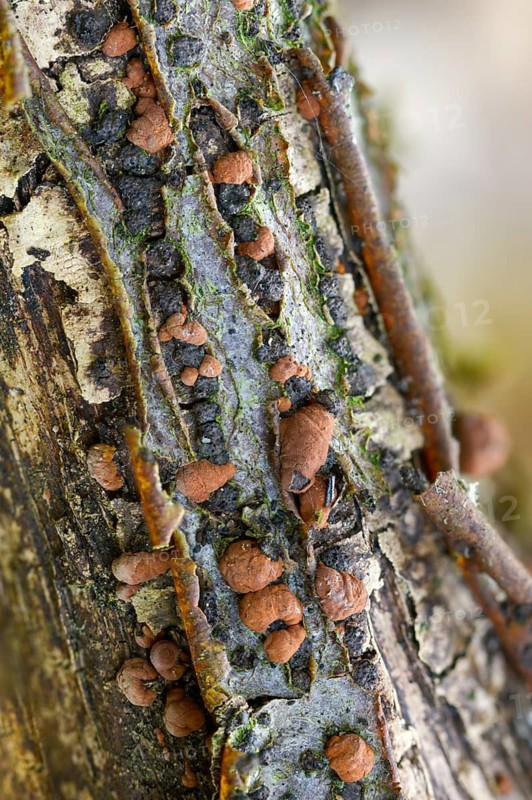 Hazel Woodwart, hypoxylon fuscum, carbberry, reddish brown carbberry, violet-brown carbberry, fungi, fungus, high size, vertical format, mushrooms