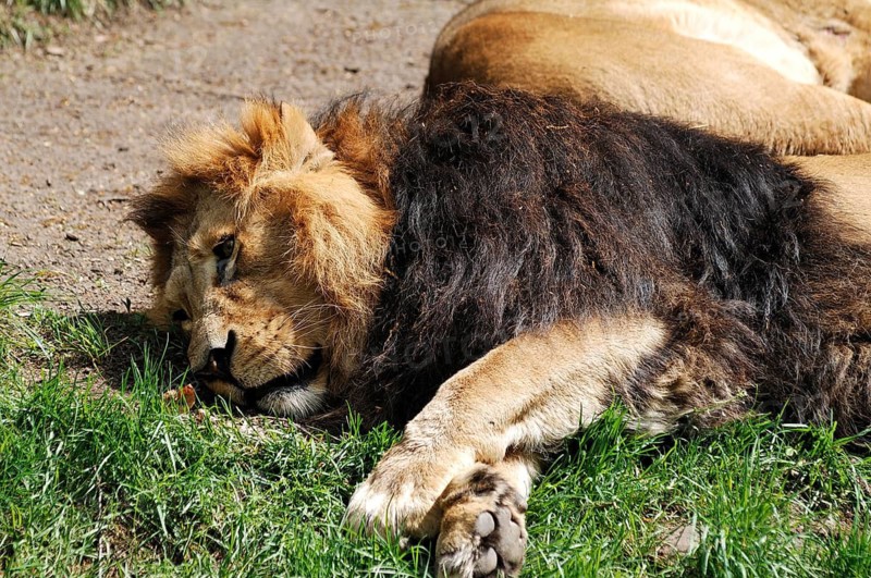 Reclining Asian lion, Panthera leo persica, Tierpark Nürnberg, Am Tiergarten 30, Nuremberg, Middle Franconia, Bavaria, Germany