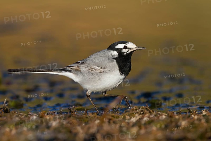 Moroccon Wagtail - Bachstelze - Motacilla alba ssp. subpersonata, Morocco
