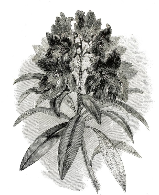 Rhododendron ferrugineum, rust-leafed alpine rose. Compact, evergreen dwarf shrub from alpine mountain ranges, authentic, high-resolution reproduction from a 19th century original, exact date of presentation unknown, historical