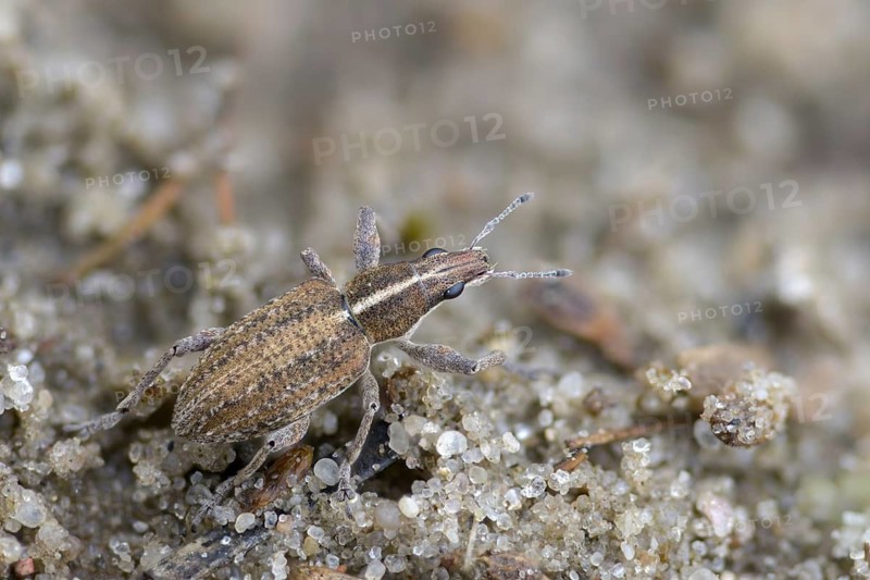 Charagmus gressorius, large lupin leaf weevil, lupine leaf weevil, sitona gressorius, beetle, coleoptera, insects, beetles