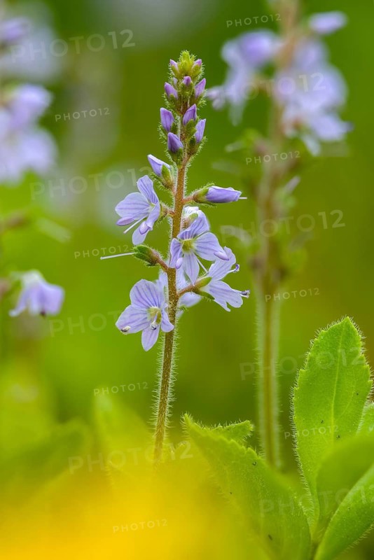 Medicinal Prize, Honorary Prize, Honorary Prize, Basic Medicinal Herb, Paul's Betony, Plantaginaceae, Veronica Officinalis, Woodenpreis, Plantain, Wound Healing Herb, Common Gypsyweed, Flora, Heath Speedwell, High Size, Portrait Format, Plants