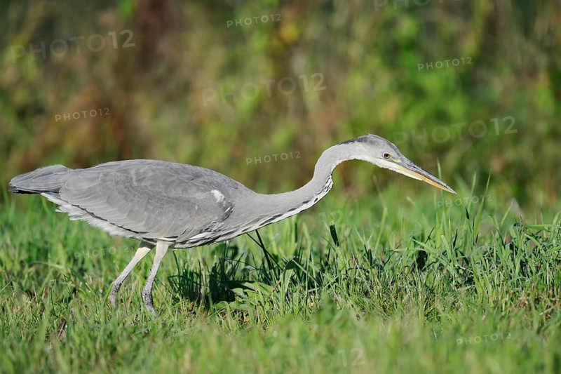 Grey heron (Ardea cinerea) foraging in a meadow, North Rhine-Westphalia, Germany