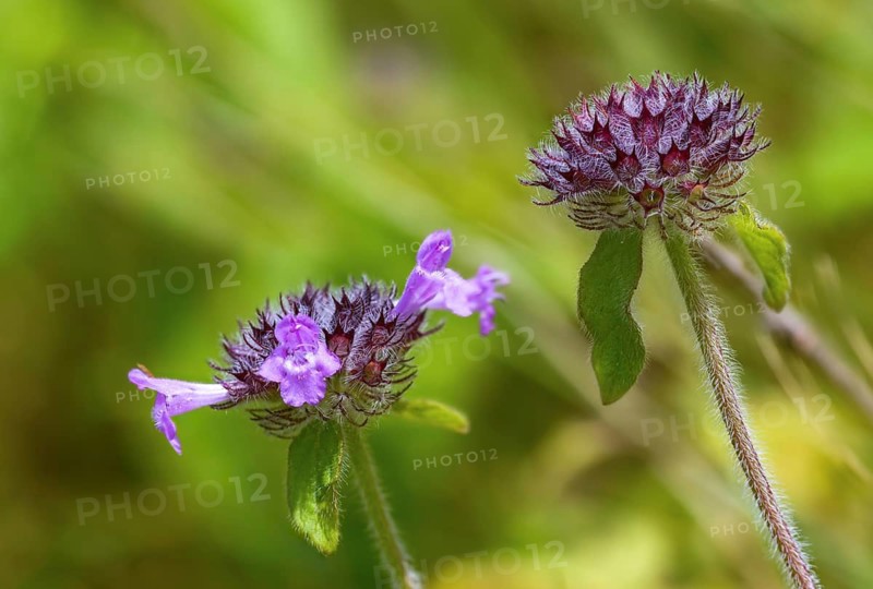 Clinopodium vulgare, common swirl dost, lamiaceae, mint, swirl dost, flora, plants, wild basil
