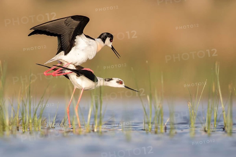 Black-winged Stilt (Himantopus himantopus) pair mating, Romania