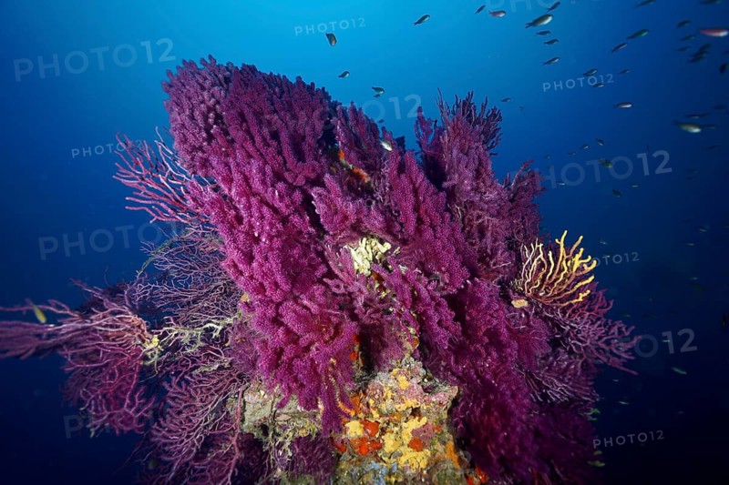 Vibrant purple coral formations of violescent sea-whips (Paramuricea clavata) underwater, stunning colours in the sea, the ‘Wreck of Le Donator' dive site, Giens Peninsula, Provence-Alpes-Côte d'Azur, France