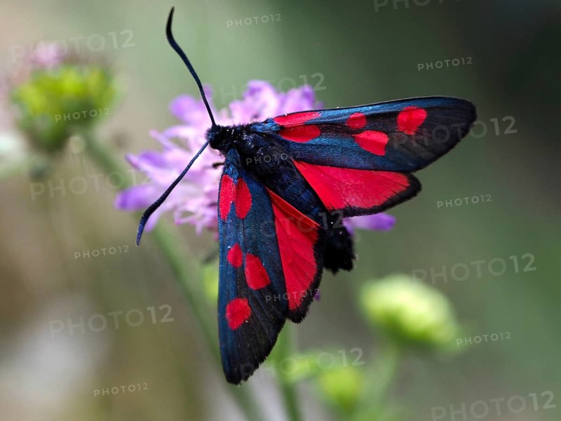 A black-and-red horseshoe-clover burnet (Zygaena transalpina), also known as the burnet moth or blood-drop moth, with outstretched wings on a purple flower, Goms, Canton of Valais, Switzerland