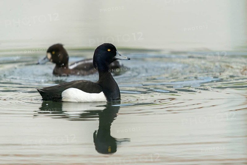 Aythya fuligula, heron duck, tufted duck, anatidae, birds, ducks, ducks, duckbirds, female, male, male, birds, waterbirds, waterbirds, female