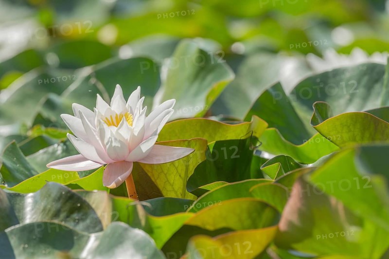 White lotus flowers lie on the surface of the pond. Lily pads surround the flowers. The water is clear and reflects the blossoms. Sasbach am Kaiserstuhl, Germany