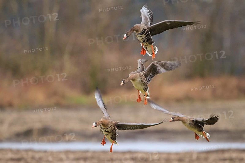 Greater White-fronted Goose (Anser albifrons) flying, North Rhine-Westphalia, Germany