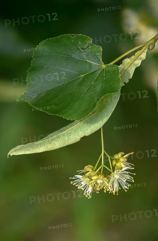 Linden plant, stone linden, tilia cordata, tiliaceae, winter linden, tree, trees, flora, high size, portrait, little-leaf, littleleaf linden, plants, small-leaved lime, small-leaved linden, tree
