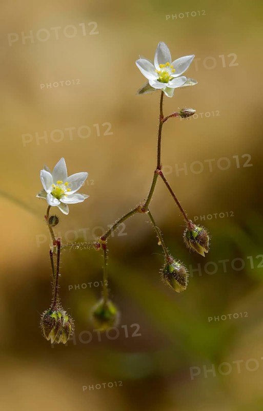 Acker-spark, Acker-Spoergel, Field-Spark, Spergula Arvensis, Corn Spurry, Flora, High Size, Portrait, Plants, Spurrey, Star Word