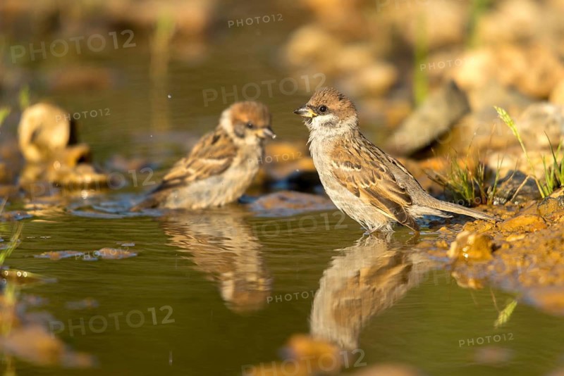 Tree Sparrow, Passer Montanus, Sparrow, Tree Sparrow, Bath, Bird Bath, Birds, Mirror, Passeri, Songbirds, Sparrow, Sparrow, Sparrow, Sparrow, Sparrow, Sparrow, Sparrow, Reflection, Watering Place