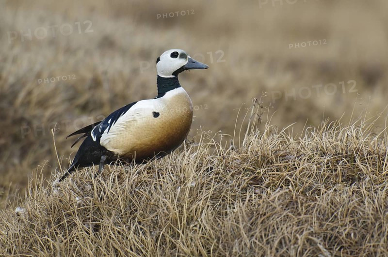 Steller's Eider (Polysticta stelleri) male, Alaska, USA