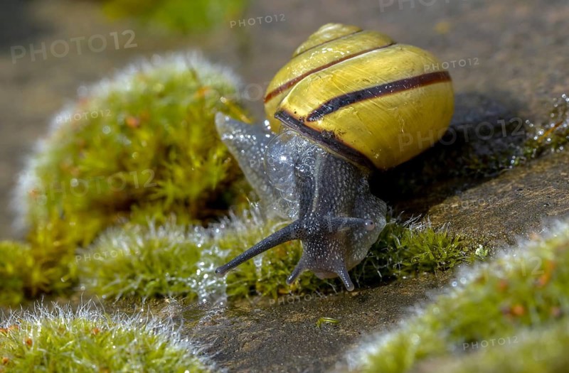 Banded snails, cepaea, cepaea nemoralis, grove snail, hornsnail, helicidae, snails, black-mouthed banded snail, gastropods, mollusca, snails, snails, molluscs