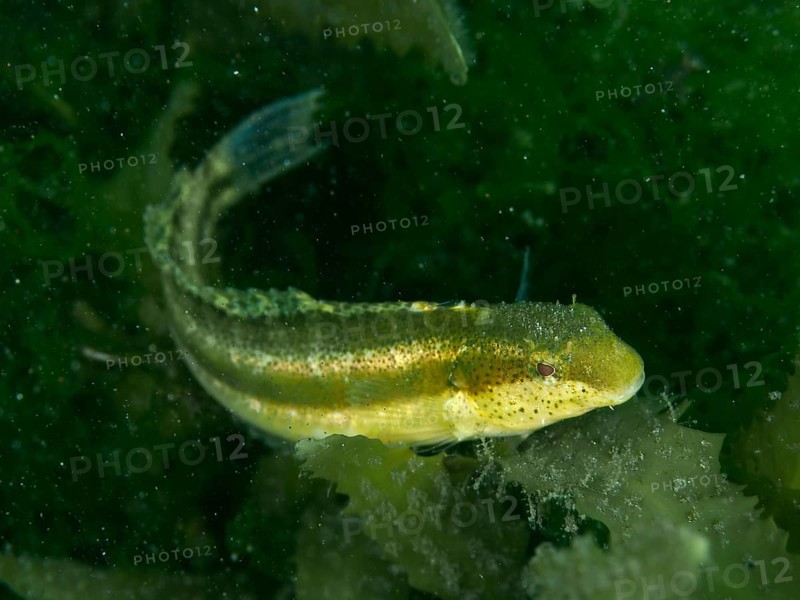 A greenish fish, the short-headed sabre-toothed blenny (Petroscirtes breviceps), glides amongst underwater plants and seagrass in the dark ocean, at the House Reef dive site, Penyapangan, Bali, Indonesia