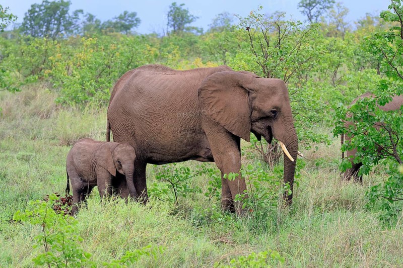 African elephant (Loxodonta africana), adult, female, calf, foraging, social behaviour, Kruger National Park, Kruger National Park, South Africa