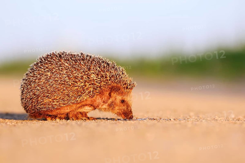 Brown-breasted hedgehog or Western European hedgehog (Erinaceus europaeus) drinking from a puddle, North Rhine-Westphalia, Germany