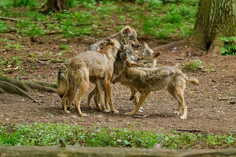 A pack of wolves stands together and displays interactive behaviour in the forest, summer, wolf (Canis lupus), Germany