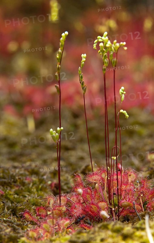Brosswort, Bullwort, Drosera rotundifolia, Droseraceae, Lord's Spoon, Sky Spoon, Sky Dew, Roundleaf Sundew, Sundew, Common Sundew, Flora, High Size, Portrait, Plants, Round-Leaved Sundew, Roundleaf Sundew, Sundew