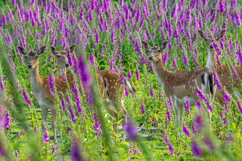 European fallow deer (Dama dama) four foraging does, females hiding in grassland, meadow with foxgloves in flower at edge of forest in spring