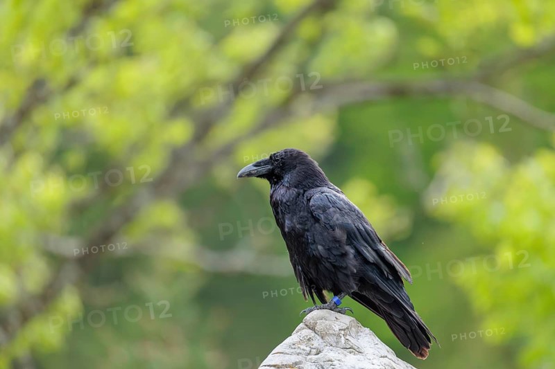 A common raven (Corvus corax) perches on a rock at the edge of a forest on a cloudy spring day. Austria