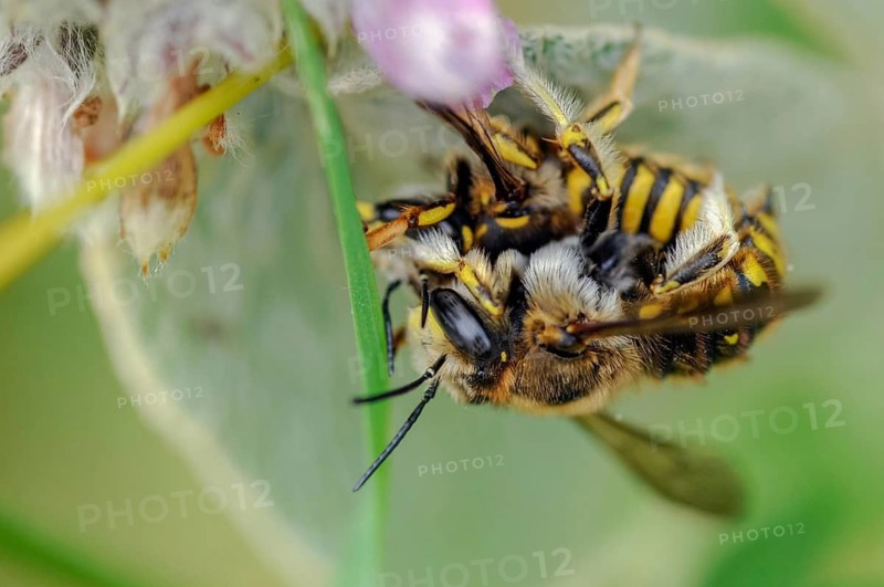Anthidium manicatum, apidae, bees, European wool carder bee, garden woolbee, large woolbee, hymenoptera, megachilidae, woolbee, insects, copula, mating, mating, mating, wild bees