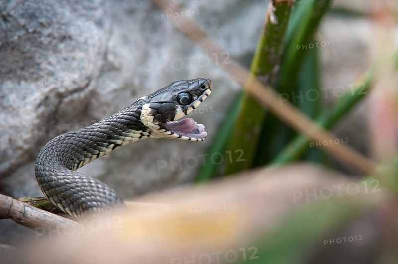 Grass Snake, Natrix Natrix, Grass Snake, Critters, Reptilia, Reptiles, Ringed Snakes, Snakes, Water Snakes