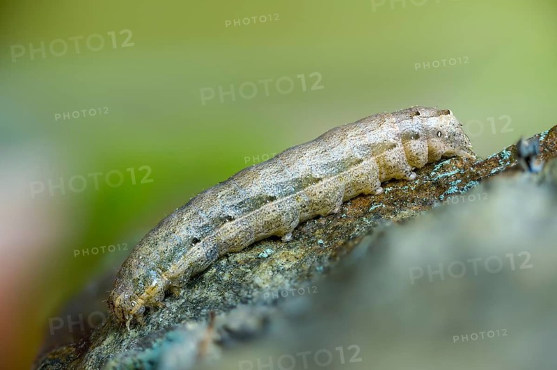 Broad-bordered yellow underwing, colorful ribbon owl, yellow ribbon owl, noctua fimbriata, inchworm, insects, moths, moths, caterpillar, butterflies