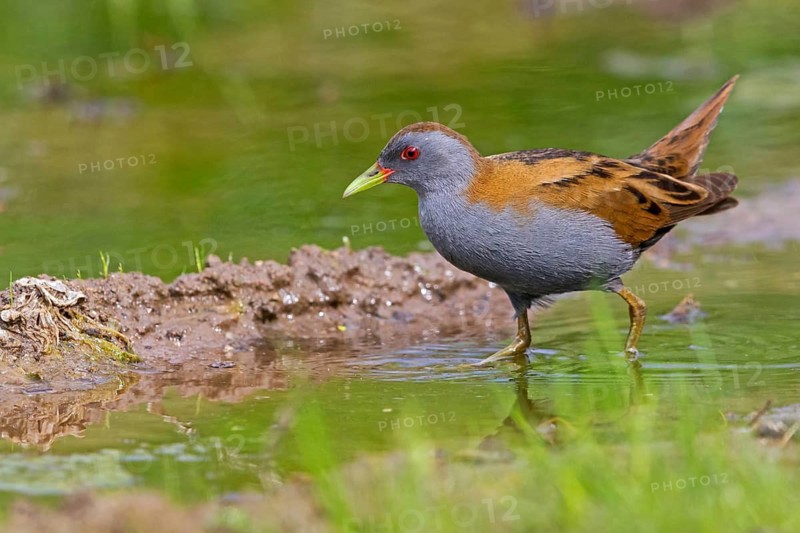 Little Crake, Little Crake, Small Crake, (Porzana parva), biotope, habitat, foraging, family of rails, waterfowl, waterbirds Lesvos, Greece