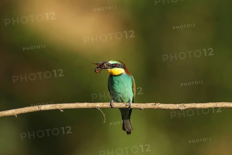 A bird is perched on a branch, holding a bee in its beak: a bee-eater (Merops apiaster), Palatinate, Germany
