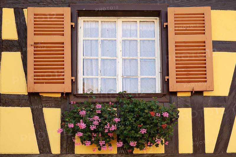 Half-timbered house house, window with shutters and blooming pelargoniums, Kaysersberg Vignoble, Haut-Rhin, Alsace, Grand Est, France