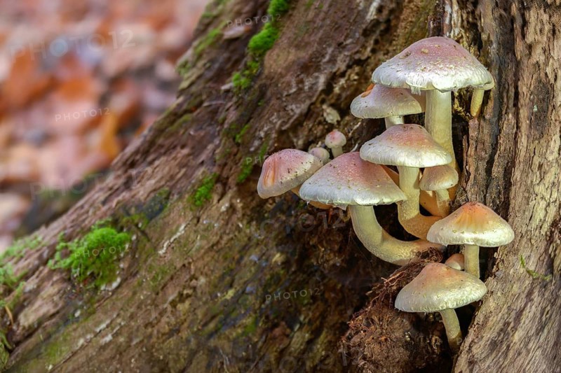 Hypholoma lateritium, hypholoma sublateritium, naematoloma sublateritium, brick cap, brick top, chestnut mushroom, cinnamon cap, fungi, fungus, kuritake, mushrooms, red woodlover