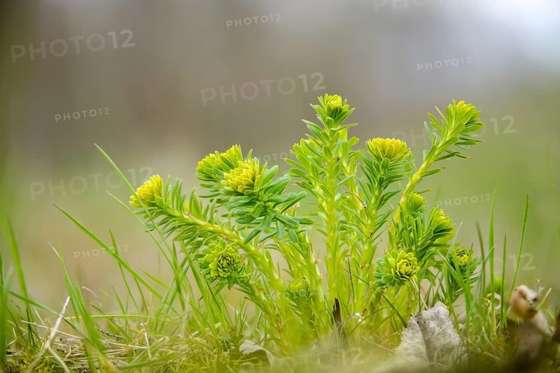 Euphorbia cyparissias, euphorbiaceae, milkweed, cypress spurge, flora, plants, plants