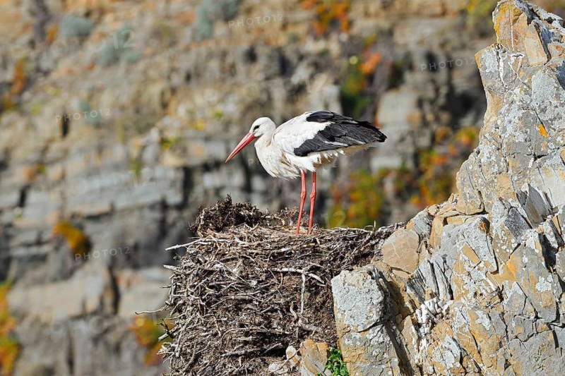 White stork (Ciconia ciconia) standing on a nest on the rocky coast, Parque Natural do Sudoeste Alentejano e Costa Vicentina, Alentejo, Portugal
