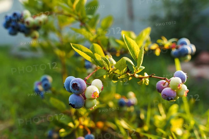 Blueberries on a bush in sunlight. Ripening blueberries (Vaccinium corymbosum) grow in the farmer's garden. A blueberry branch holds clusters of ripe deep blue berries alongside unripe green and purple ones. Bright green leaves frame the fruit, and the blurred outdoor background adds a soft natural atmosphere. The image highlights different ripening stages and the vivid contrast between berries and foliage