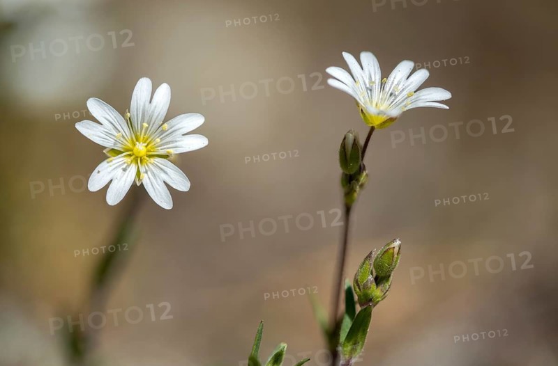 Field hornwort, caryophyllaceae, cerastium arvense, clove family, field chickweed, field mouse-ear, flora, plants, plants