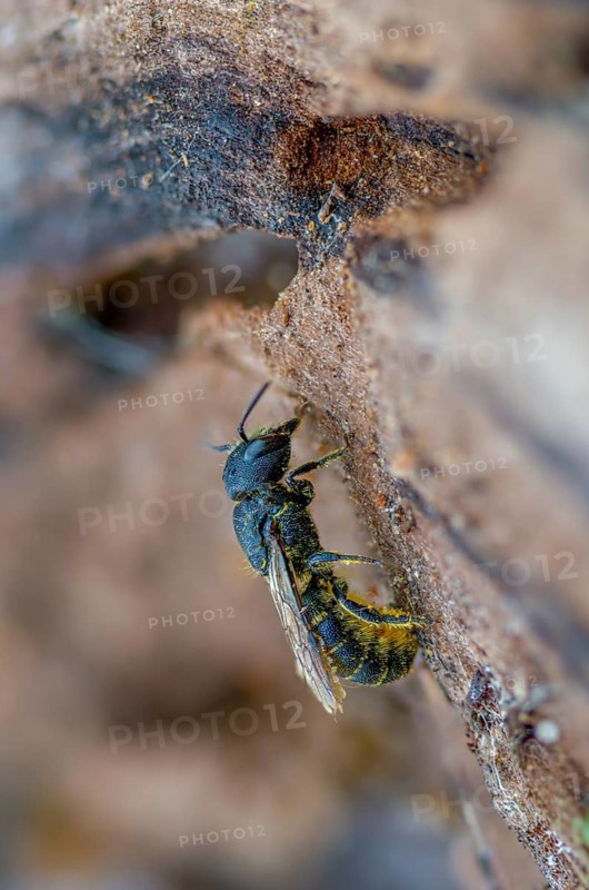 Common hole bee, common hole bee, hymenoptera truncorum, hymenoptera, hole bee, ridge-saddled carpenter bee, high size, portrait format, insects