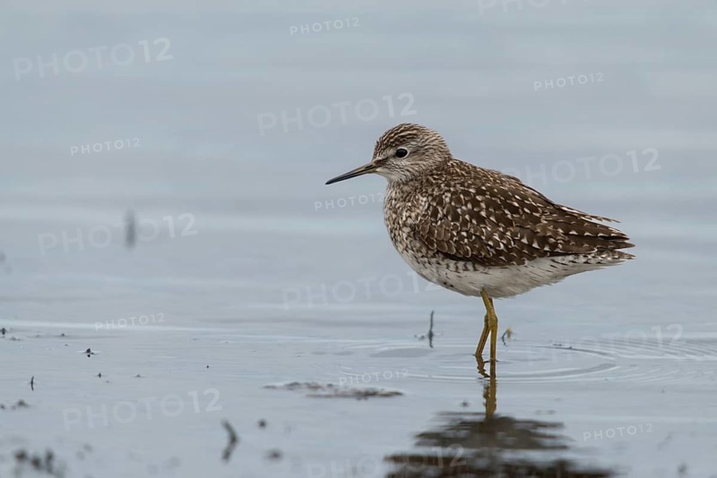 Bruchwasserlaeufer, tringa glareola, wood sandpiper, birds, charadriiformes, limikolen, snipe birds, scolopacidae, birds, waders, waders