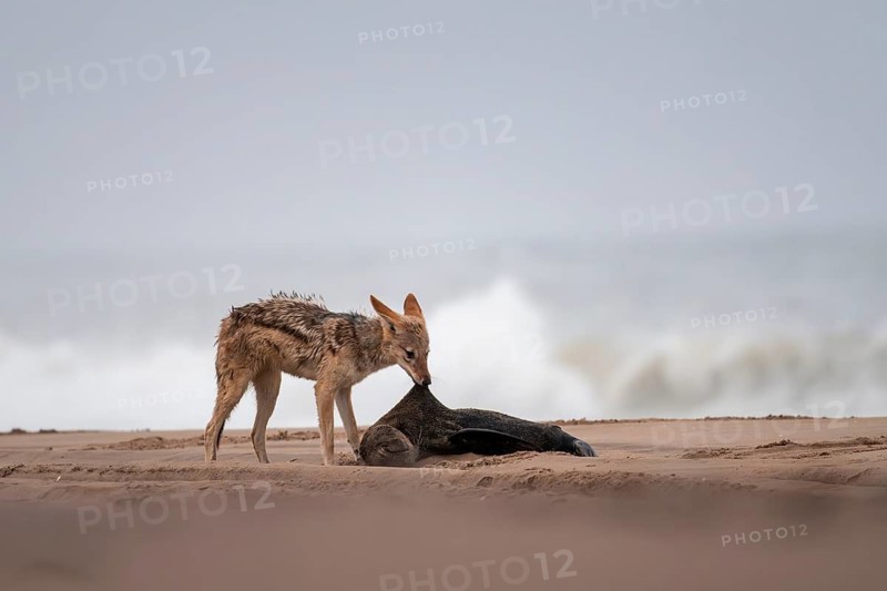 Black-backed jackal (Canis mesomelas) feeding on a dead seal on the beach, Atlantic coast, Namib Naukluft Park, Namib Desert, Namibia
