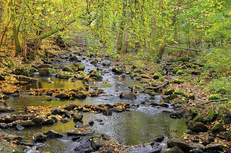 Stream with many stones in a forest with autumn-colored trees, autumn, autumn leaves, Rhineland-Palatinate, Germany