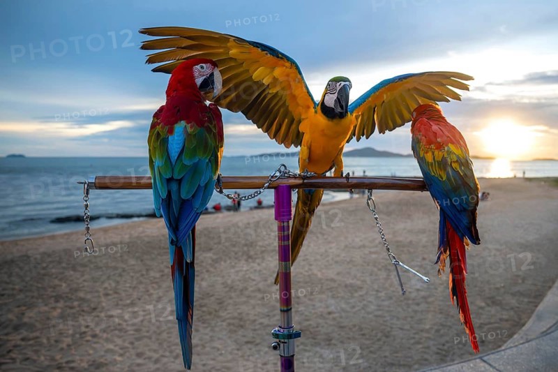 Yellow-breasted macaw (Ara ararauna), left: Dark-red macaw, Jomtien, Thailand