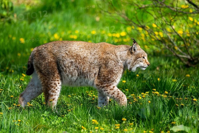 Eurasian lynx (Lynx lynx), walking on a meadow, Bavaria, Germany