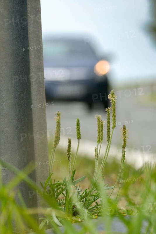 Staghorn plantain, capuchin beard, crow plantain, crow's foot plantain, monk beard, plantaginaceae, plantago coronopus, slit plantain, plantain, goatee, buck's-horn plantain, flora, high size, portrait format, plants, plants